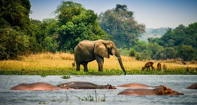 Africa's Big Five Safari