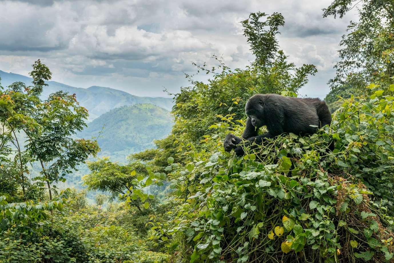 Gorilla Trekking in Bwindi