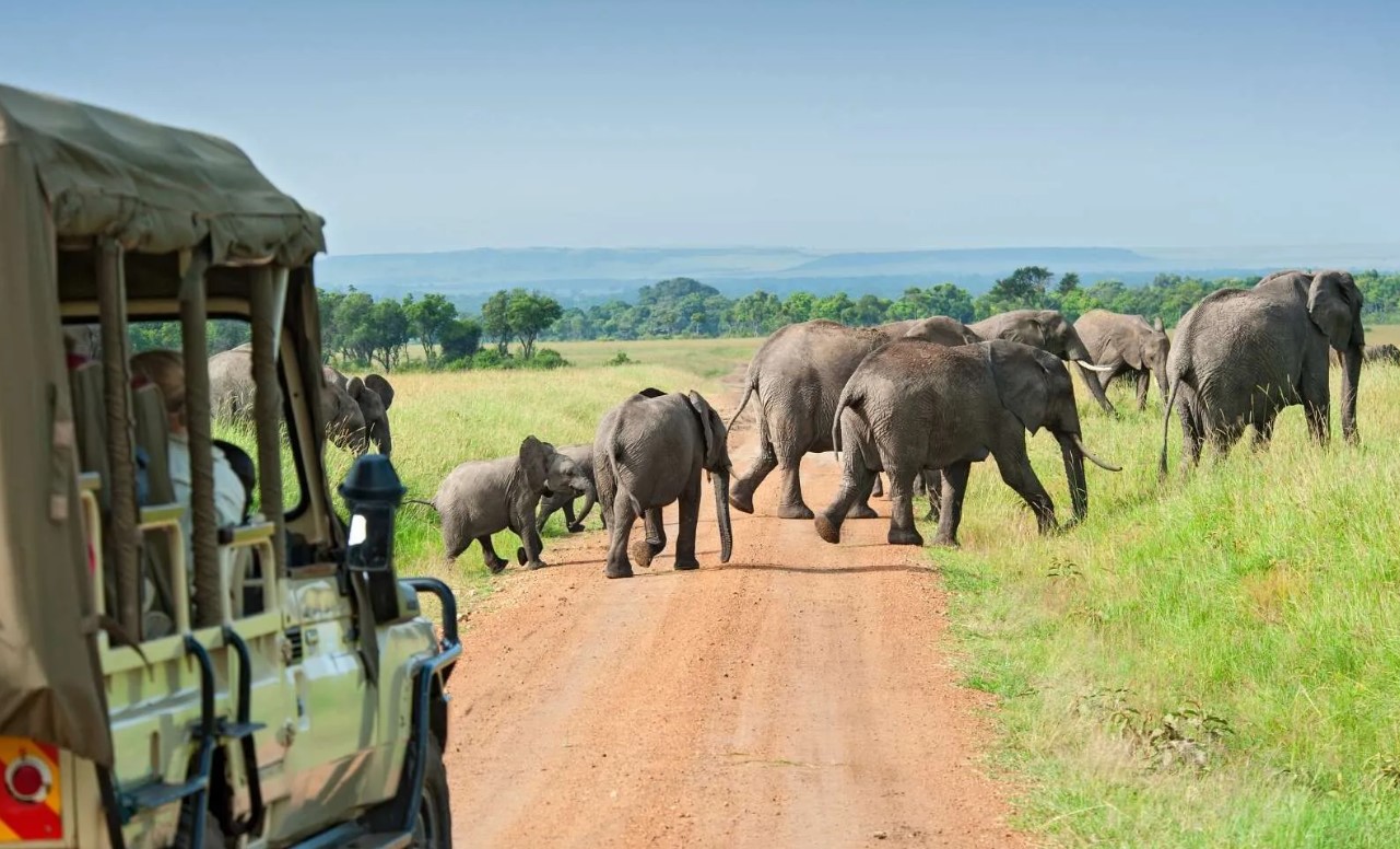 Wildlife Safari at Murchison Falls